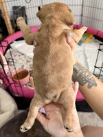Red Merle Male, a male French Bulldog for sale in Prosperity, SC – 10 of 10