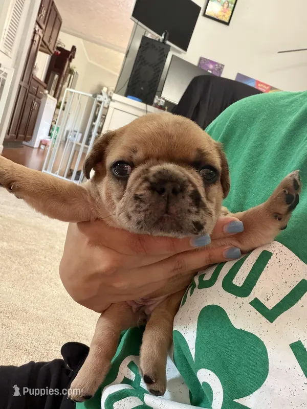 Red Merle Male – French Bulldog puppy for sale in Prosperity, SC