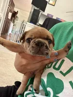 Red Merle Male, a male French Bulldog for sale in Prosperity, SC – 8 of 10