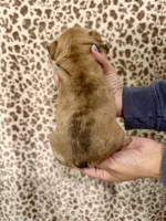 Red Merle Male, a male French Bulldog for sale in Prosperity, SC – Photo 2 of 2