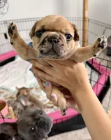 Red Merle Male, a male French Bulldog for sale in Prosperity, SC – 9 of 10