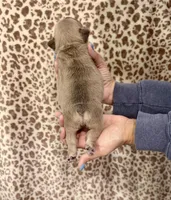 Blue Fawn Female, a female French Bulldog for sale in Prosperity, SC – Photo 3 of 3