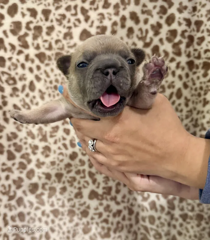 Blue Fawn Female – French Bulldog puppy for sale in Prosperity, SC