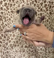 Blue Fawn Female, a female French Bulldog for sale in Prosperity, SC – Photo 2 of 3