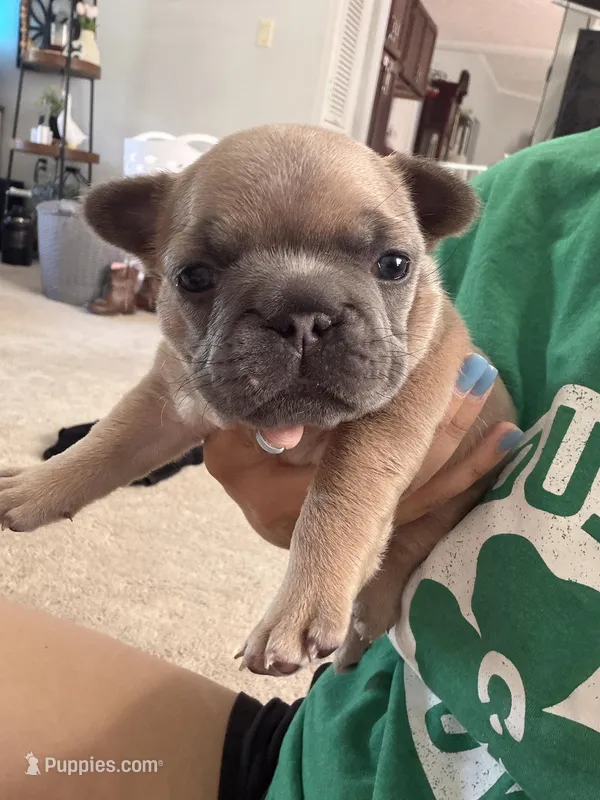 Blue Fawn Female – French Bulldog puppy for sale in Prosperity, SC