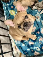 Red Merle Male, a male French Bulldog for sale in Prosperity, SC – 3 of 10
