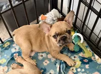 Red Merle Male, a male French Bulldog for sale in Prosperity, SC – 1 of 10