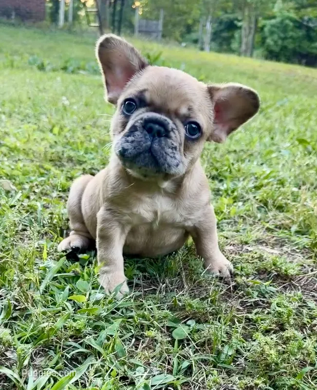 Red Merle Male – French Bulldog puppy for sale in Prosperity, SC