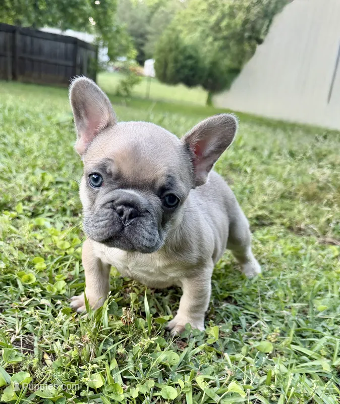 Blue Fawn Female – French Bulldog puppy for sale in Prosperity, SC