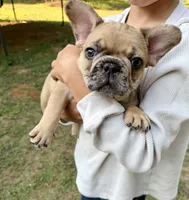 Red Merle Male, a male French Bulldog for sale in Prosperity, SC – 4 of 10