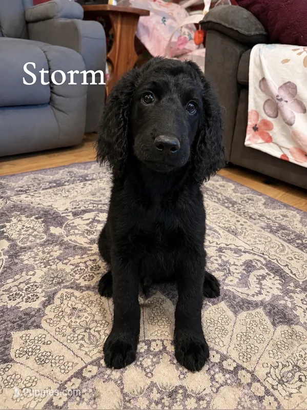 Storm – Goldendoodle puppy for sale in Charlotte, NC