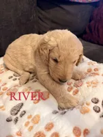 River, a male Goldendoodle for sale in Charlotte, NC – 2 of 2