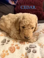 Cedar, a male Goldendoodle for sale in Charlotte, NC – 2 of 2