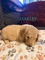Oakley, a male Goldendoodle for sale in Charlotte, NC – 2 of 2