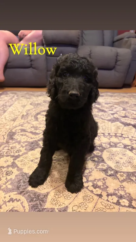 Willow – Goldendoodle puppy for sale in Charlotte, NC
