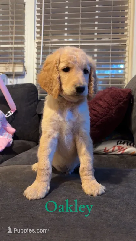 Oakley – Goldendoodle puppy for sale in Charlotte, NC