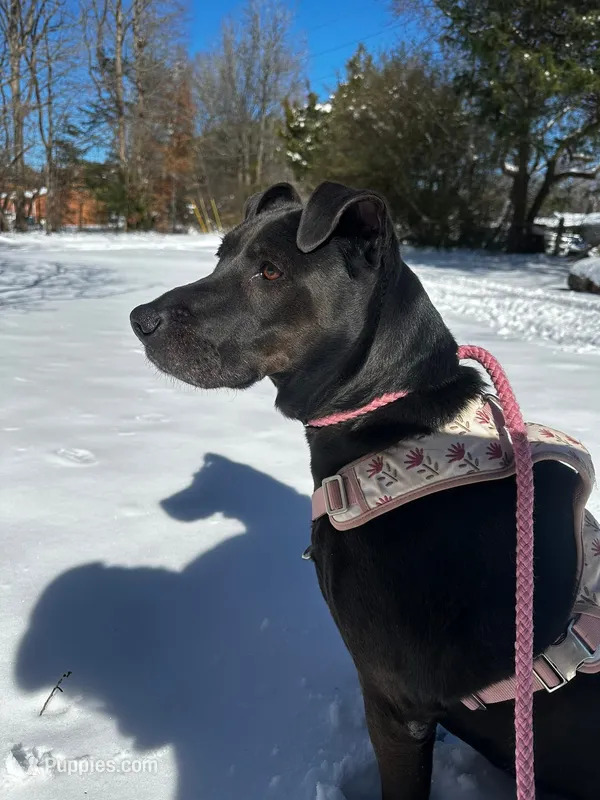Kova – American Pit Bull Terrier, Labrador Retriever puppy for sale in Charlotte, NC