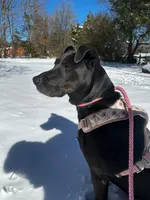 Kova, a female American Pit Bull Terrier and Labrador Retriever for sale in Charlotte, NC – 1 of 6