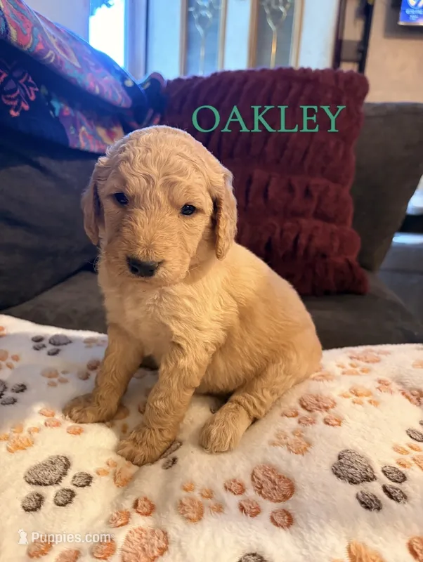 Oakley – Goldendoodle puppy for sale in Charlotte, NC