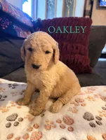 Oakley, a male Goldendoodle for sale in Charlotte, NC – 1 of 2