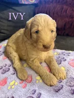 Ivy, a female Goldendoodle for sale in Charlotte, NC – 2 of 2
