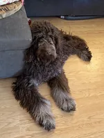 Opie, a male Goldendoodle for sale in Charlotte, NC – 3 of 3