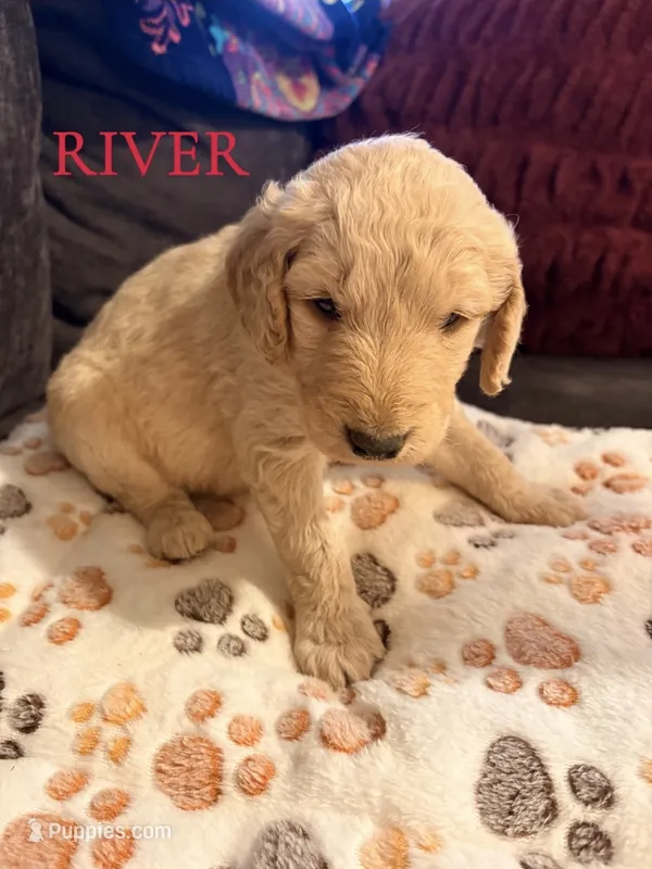 River – Goldendoodle puppy for sale in Charlotte, NC