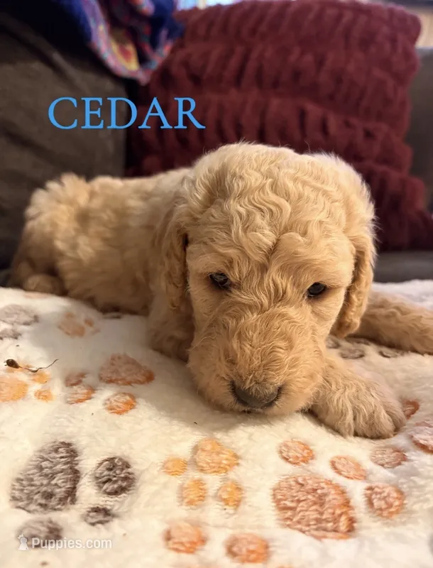 Cedar – Goldendoodle puppy for sale in Charlotte, NC