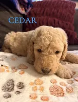 Cedar, a male Goldendoodle for sale in Charlotte, NC – 1 of 2
