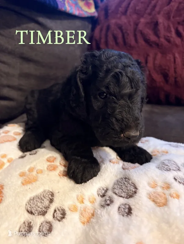 Timber – Goldendoodle puppy for sale in Charlotte, NC
