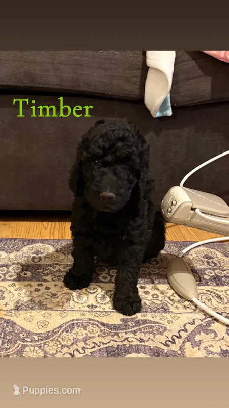 Timber – Goldendoodle puppy for sale in Charlotte, NC
