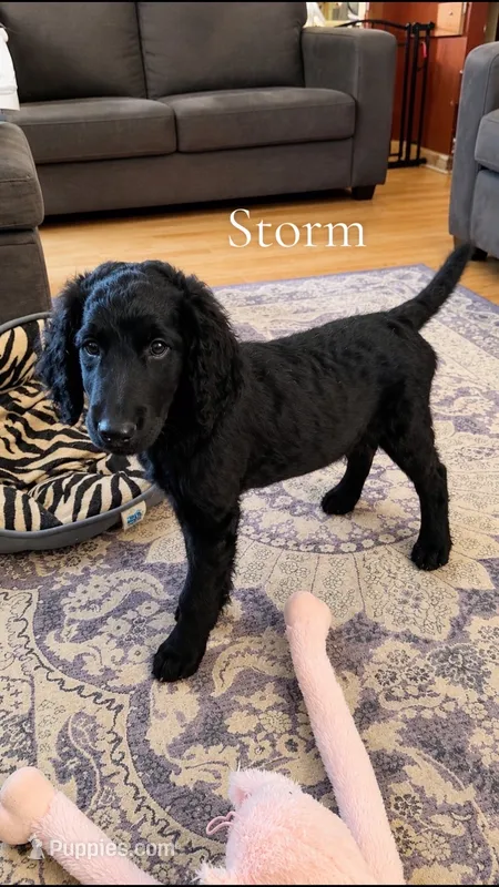 Storm – Goldendoodle puppy for sale in Charlotte, NC