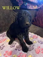 Willow, a female Goldendoodle for sale in Charlotte, NC – 1 of 2
