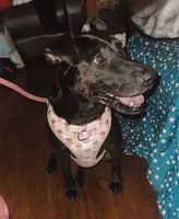 Kova, a female American Pit Bull Terrier and Labrador Retriever for sale in Charlotte, NC – 4 of 6