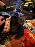 Kova, a female American Pit Bull Terrier and Labrador Retriever for sale in Charlotte, NC – 5 of 6