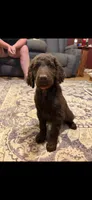 Bear, a male Goldendoodle for sale in Charlotte, NC – 2 of 2