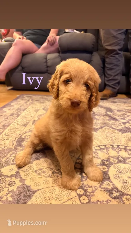 Ivy – Goldendoodle puppy for sale in Charlotte, NC