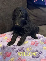 Willow, a female Goldendoodle for sale in Charlotte, NC – 2 of 2