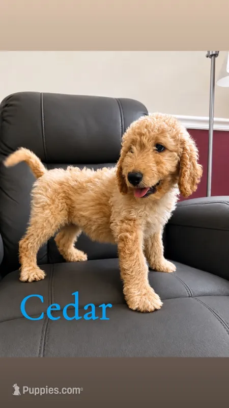 Cedar – Goldendoodle puppy for sale in Charlotte, NC