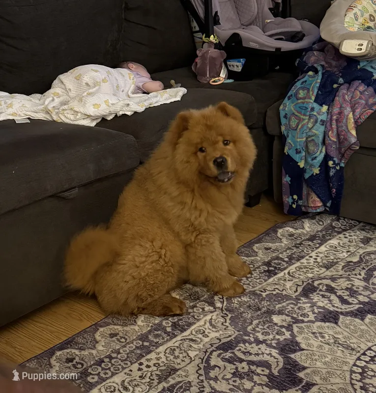 Koda – Chow Chow puppy for sale in Charlotte, NC
