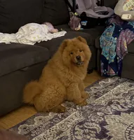 Koda, a female Chow Chow for sale in Charlotte, NC – 1 of 2