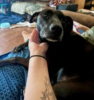 Kova, a female American Pit Bull Terrier and Labrador Retriever for sale in Charlotte, NC – 2 of 6