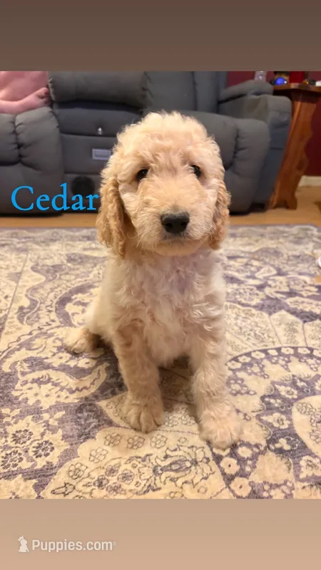 Cedar – Goldendoodle puppy for sale in Charlotte, NC