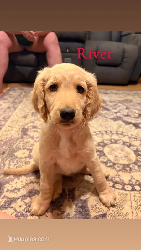 River – Goldendoodle puppy for sale in Charlotte, NC