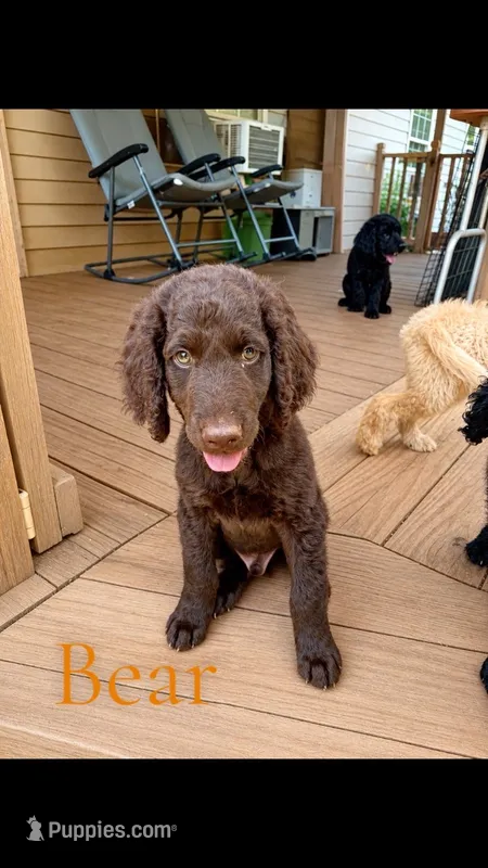 Bear – Goldendoodle puppy for sale in Charlotte, NC