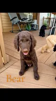 Bear, a male Goldendoodle for sale in Charlotte, NC – 1 of 2