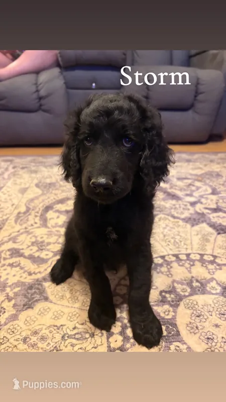 Storm – Goldendoodle puppy for sale in Charlotte, NC