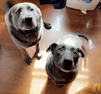 Kova, a female American Pit Bull Terrier and Labrador Retriever for sale in Charlotte, NC – 3 of 6