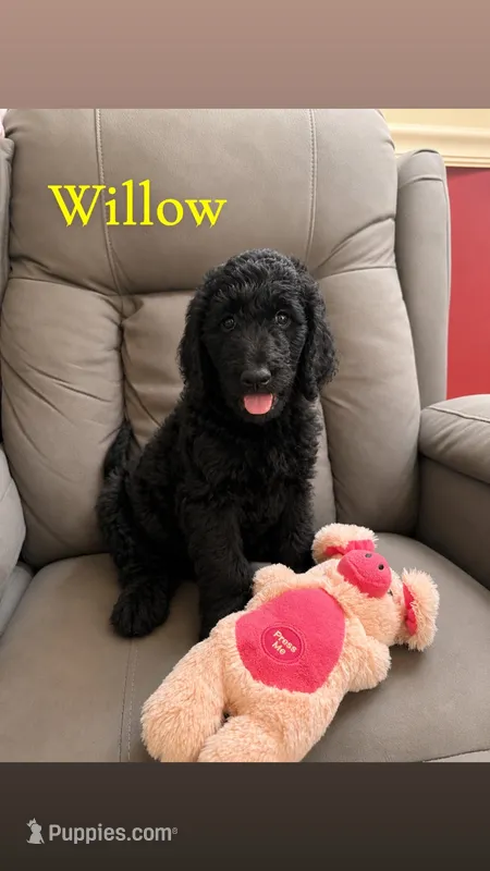 Willow – Goldendoodle puppy on hold in Charlotte, NC