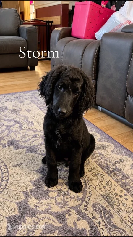 Storm – Goldendoodle puppy for sale in Charlotte, NC